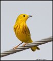 _9SB9979 yellow warbler